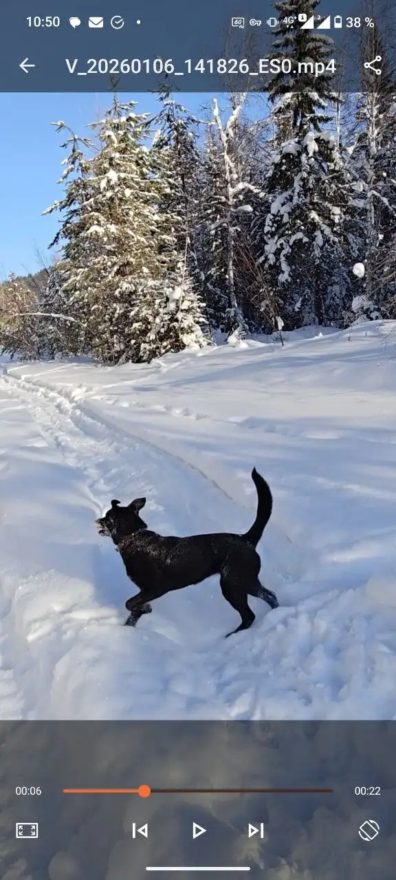 Потеряна собака в Иркутске - Потерянные животные (Животные) в Иркутск