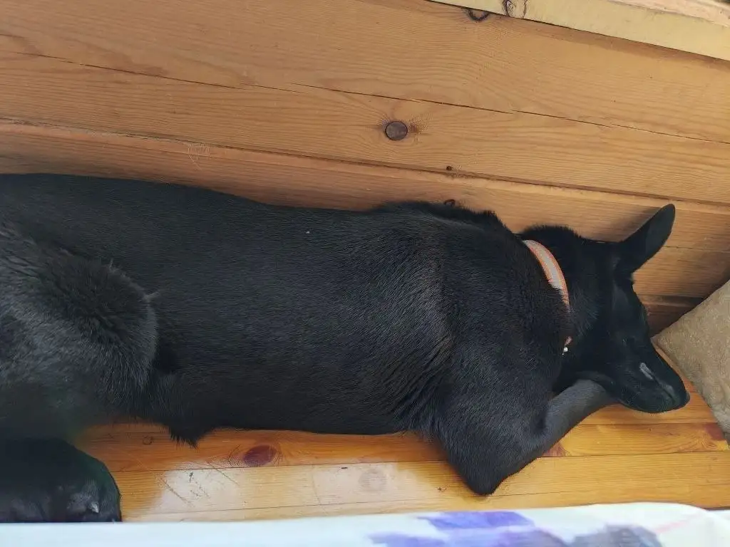 Потеряна собака в Иркутске - Потерянные животные (Животные) в Иркутск