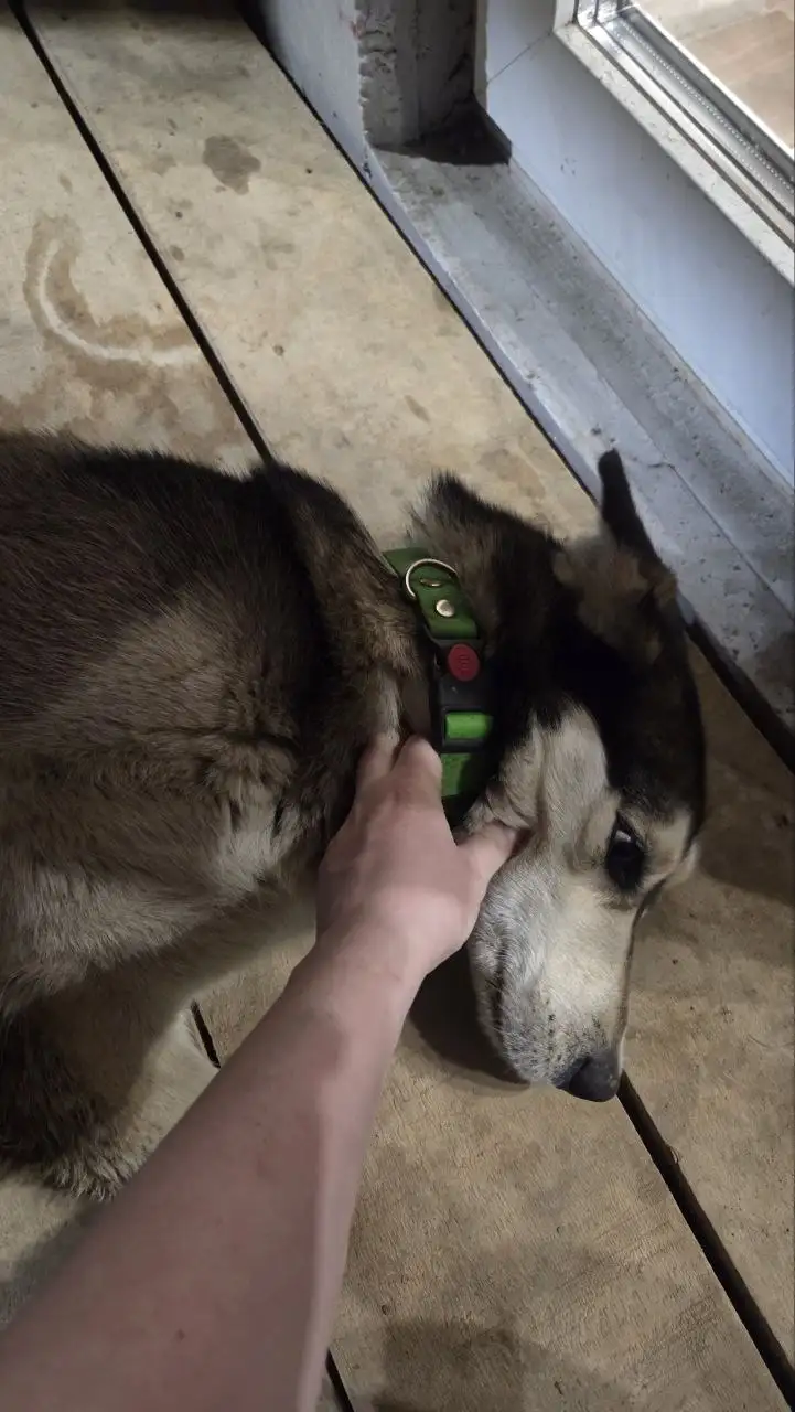 Найдена собака в Мельничной пади - Собаки (Животные) в Иркутск