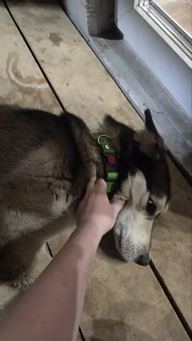 Найдена собака в Мельничной пади - Животные в Иркутск