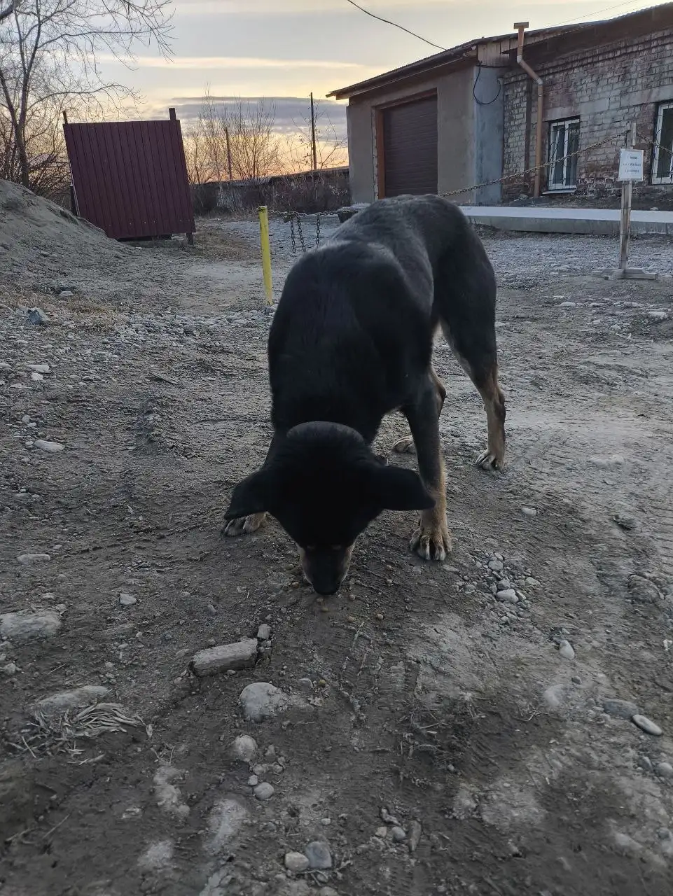 Потерявшаяся собака в Шелехове - Собаки (Животные) в Шелехов