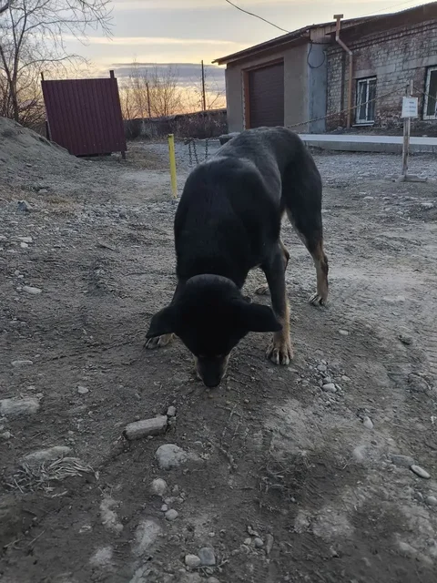 Потерявшаяся собака в Шелехове - Птицы в Шелехов