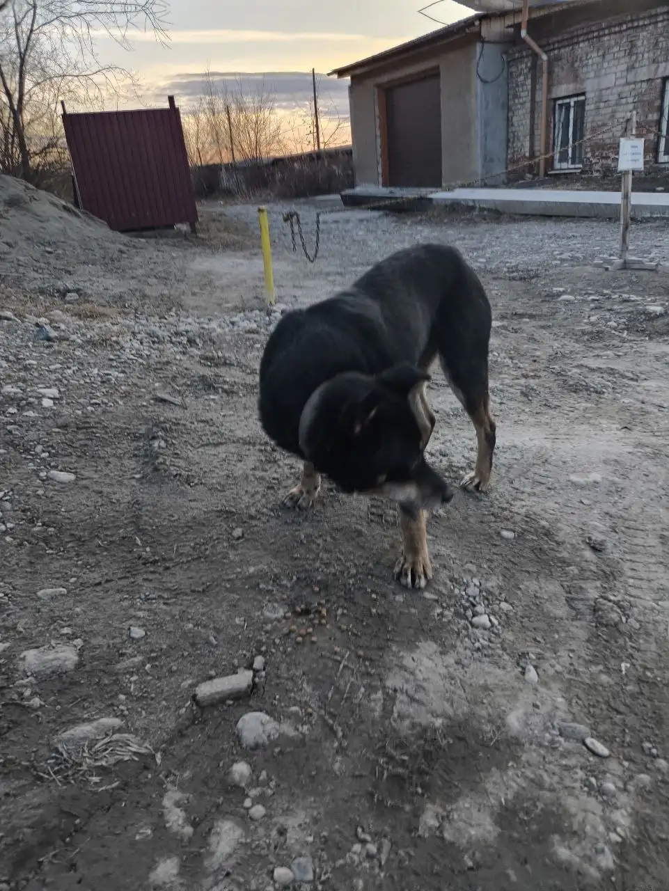 Потерявшаяся собака в Шелехове - Собаки (Животные) в Шелехов