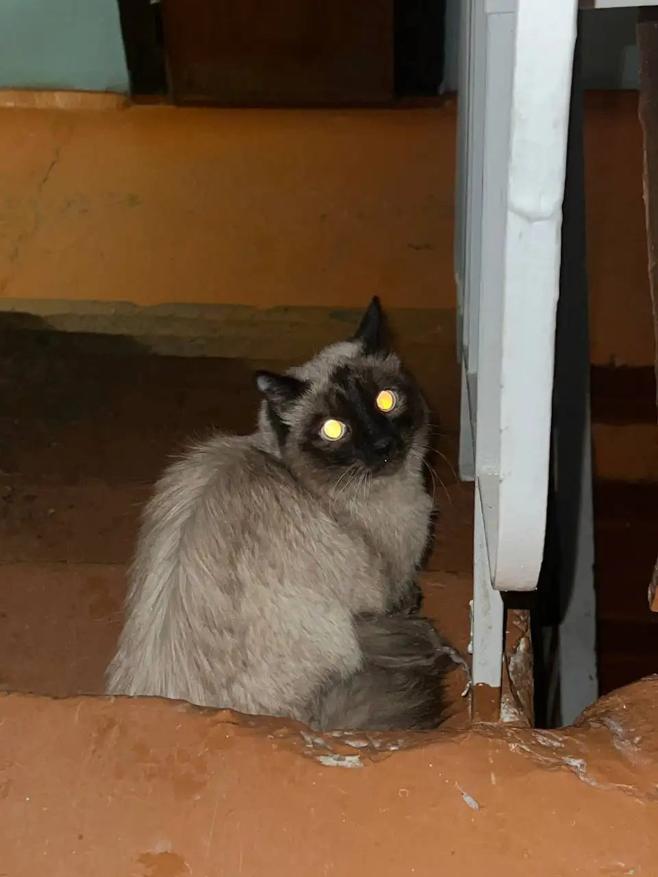 Найдена кошка сиамского окраса в Иркутске - Животные в Иркутск