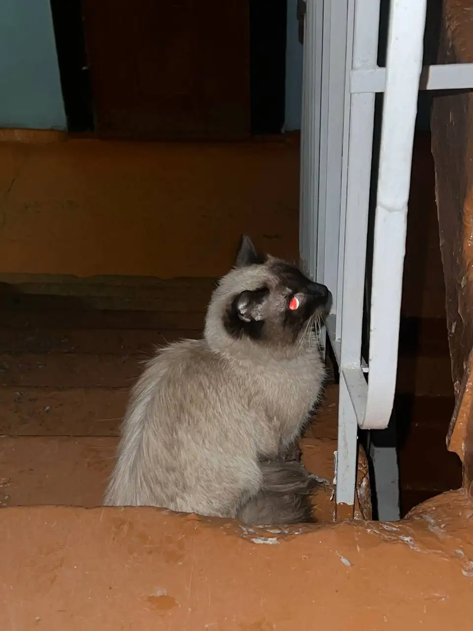 Найдена кошка сиамского окраса в Иркутске - Животные в Иркутск