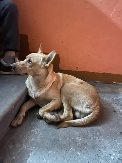 Потерялась собака в Ново-Ленино, Иркутск - Птицы в Иркутск