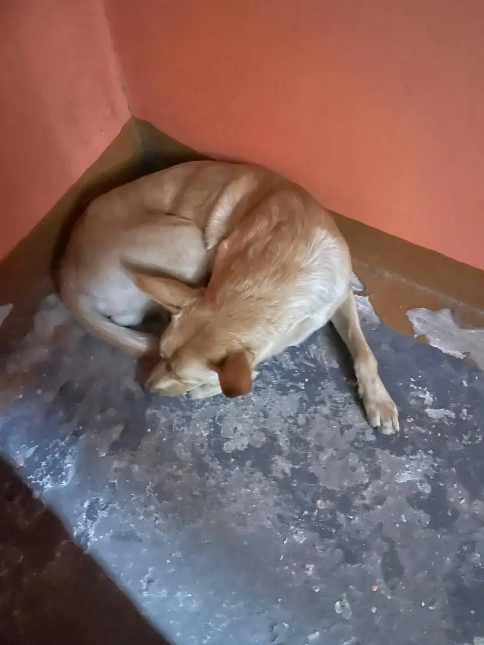 Потерялась собака в Ново-Ленино, Иркутск - Потерянные животные (Животные) в Иркутск