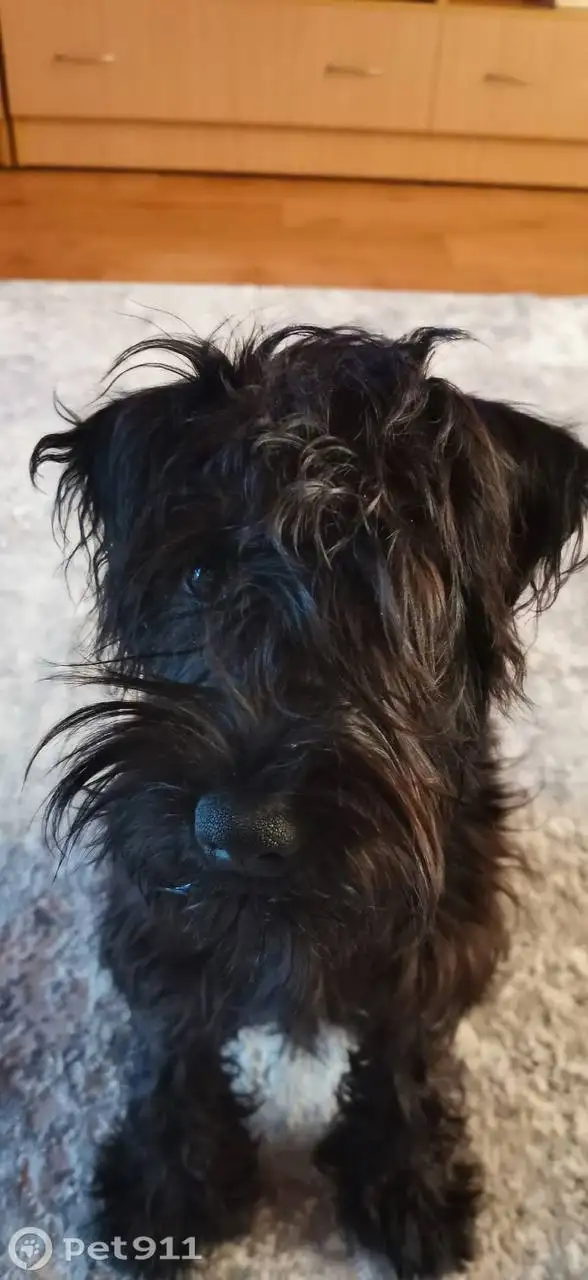 Пропала собака породы цвергшнауцер в Иркутске - Собаки (Животные) в Иркутск