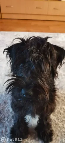 Пропала собака породы цвергшнауцер в Иркутске - Найденные животные в Иркутск