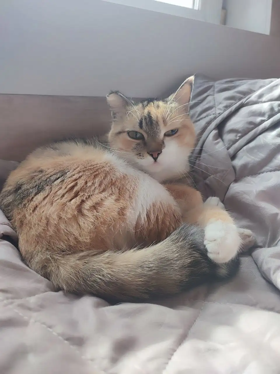 Найдена кошечка в Иркутске, Ново-Ленино - Животные в Иркутск