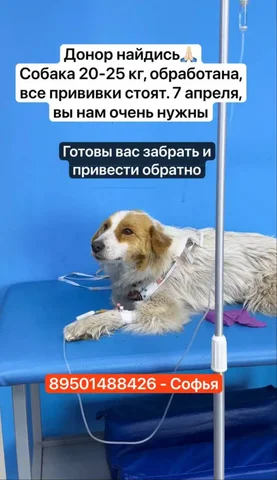 Срочно нужен донор крови для собаки - Ветеринарные услуги в Иркутск