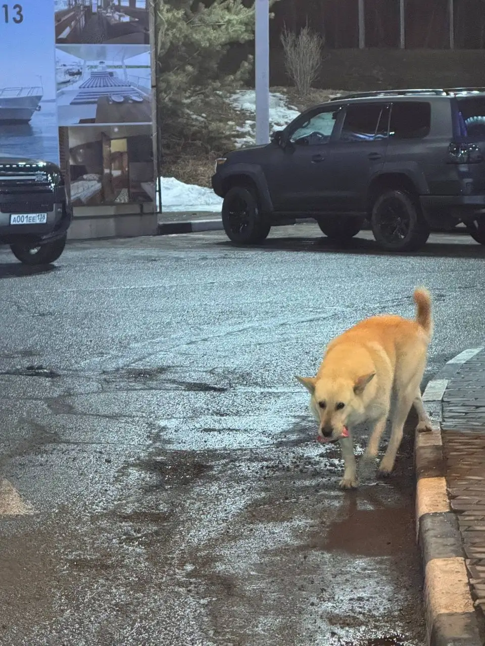 Потерянная собака на Байкальском тракте - Животные в Иркутск