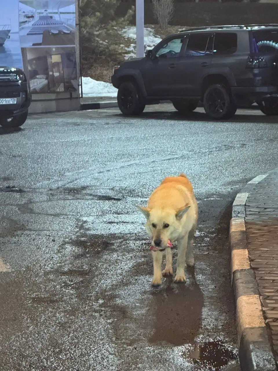 Потерянная собака на Байкальском тракте - Животные в Иркутск