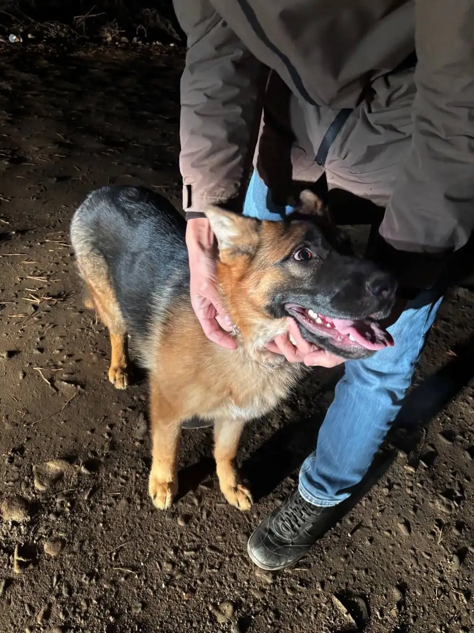 Найдена собака в районе Маркова и Эковиля - Собаки (Животные) в Иркутск