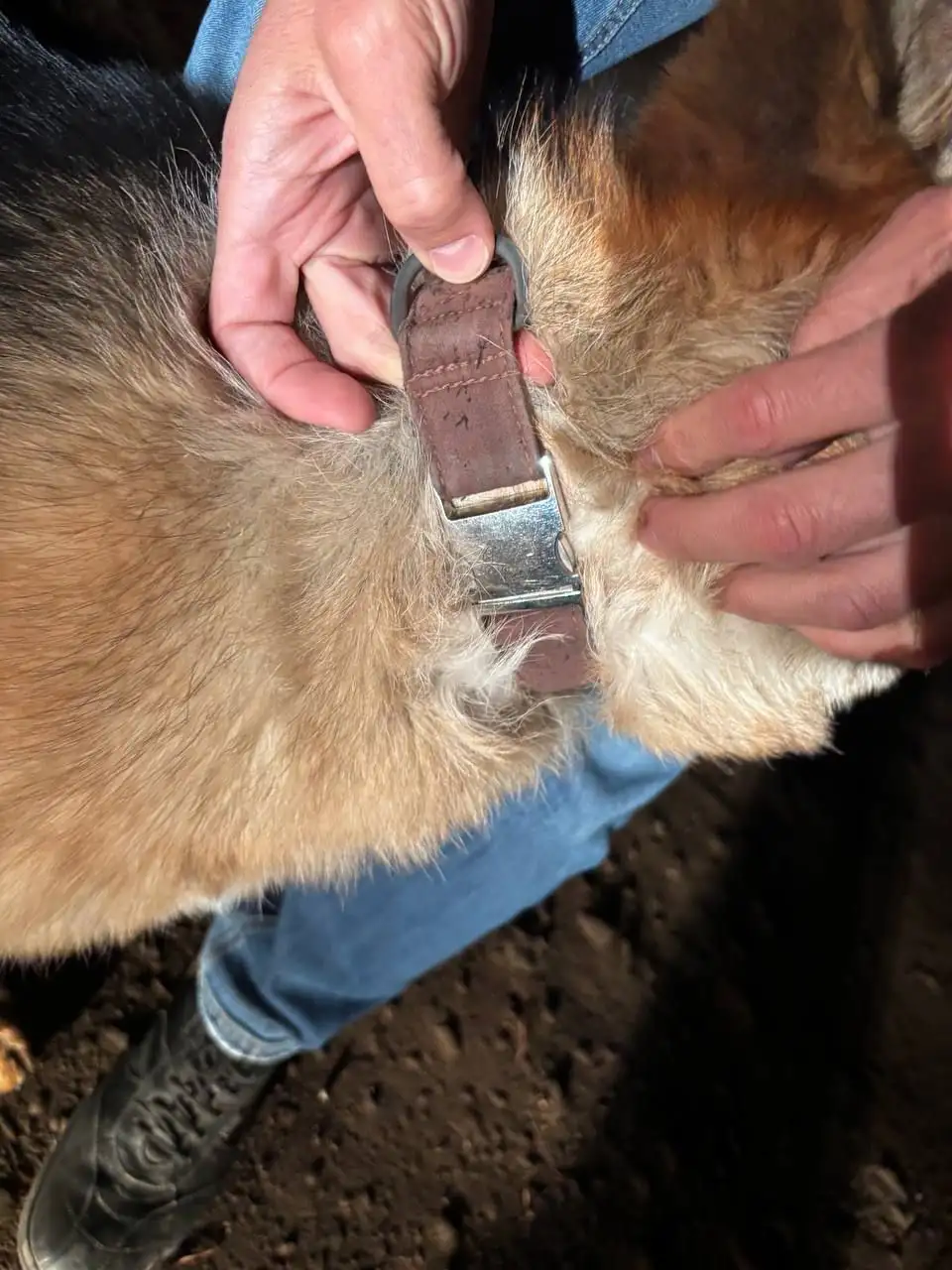 Найдена собака в районе Маркова и Эковиля - Собаки (Животные) в Иркутск