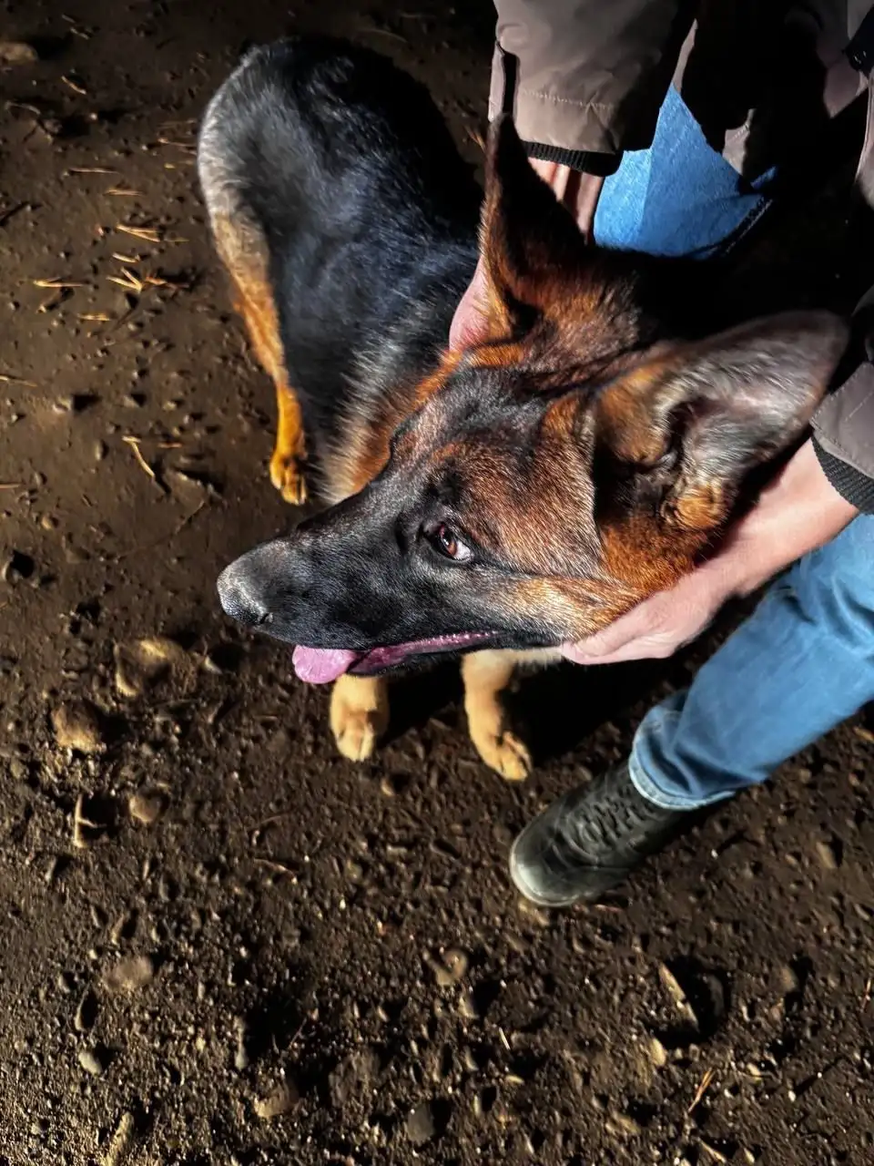 Найдена собака в районе Маркова и Эковиля - Собаки (Животные) в Иркутск