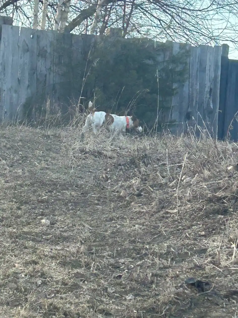 Пропавшая собака Джек Рассел в Иркутске - Потерянные животные (Животные) в Иркутск