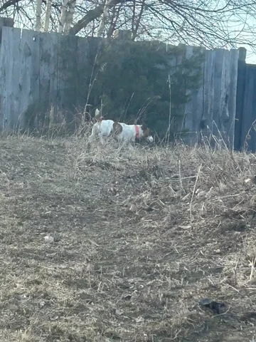 Пропавшая собака Джек Рассел в Иркутске - частное объявление в Иркутск