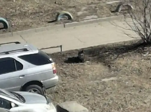 Потерявшаяся собака в 7 микрорайоне Ангарска - Потерянные/найденные (Животные) в Ангарск