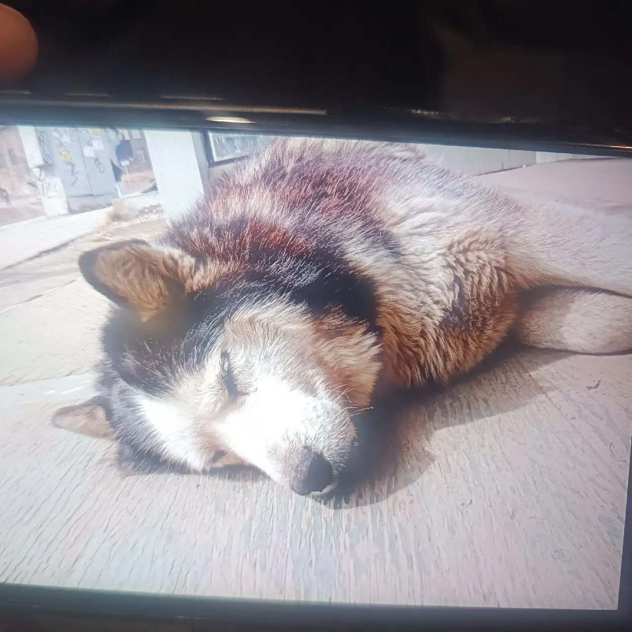 Потеряшка хаски на улице Жуковского в Иркутске - Животные в Иркутск