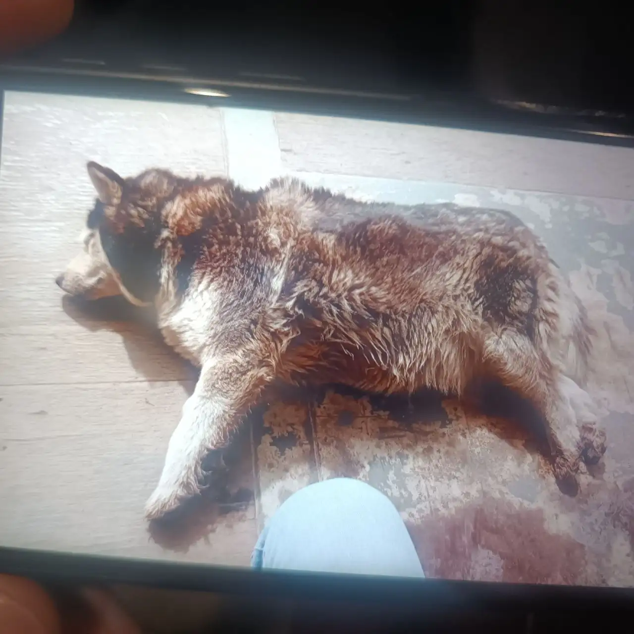 Потеряшка хаски на улице Жуковского в Иркутске - Животные в Иркутск