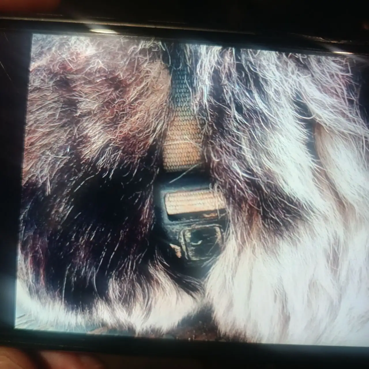 Потеряшка хаски на улице Жуковского в Иркутске - Животные в Иркутск