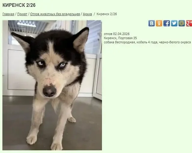 Отловленные собаки в приюте 'К9' в Киренске - Животные в Киренск