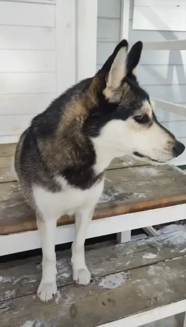 Потерялась собака хаски по кличке Берта в посёлке Наутилус - Находка/Потеря в Иркутск