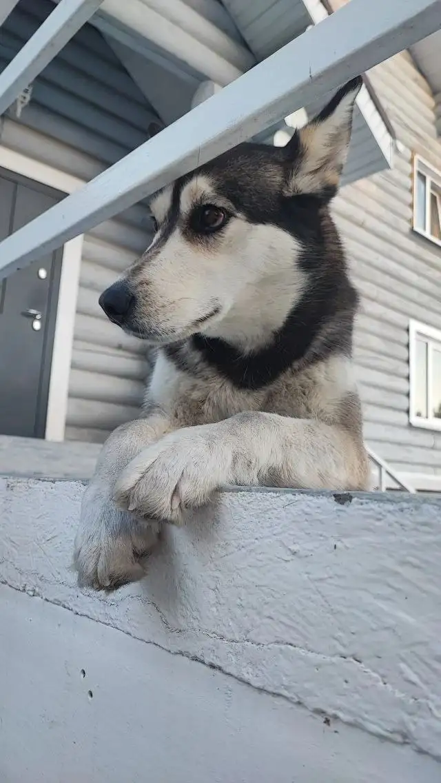 Потерялась собака хаски по кличке Берта в посёлке Наутилус - Потерянные животные (Животные) в Иркутск