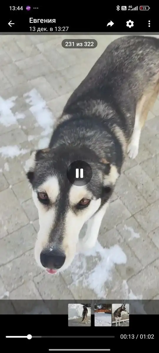 Потерялась собака хаски по кличке Берта в посёлке Наутилус - Потерянные животные (Животные) в Иркутск