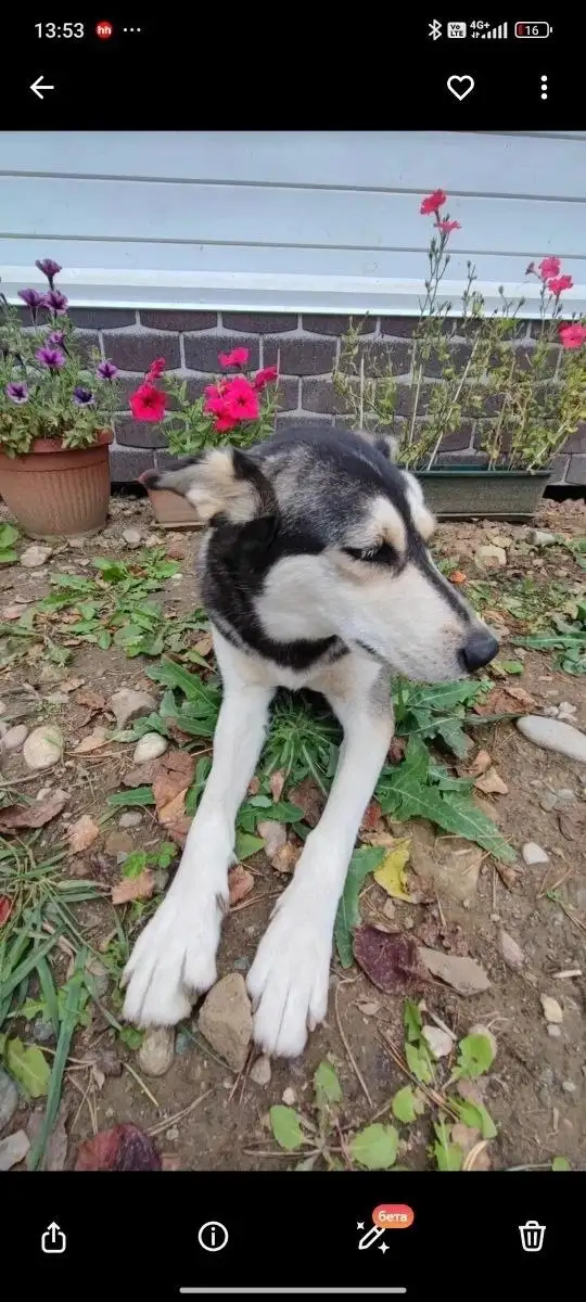 Потерялась собака хаски по кличке Берта в посёлке Наутилус - Потерянные животные (Животные) в Иркутск