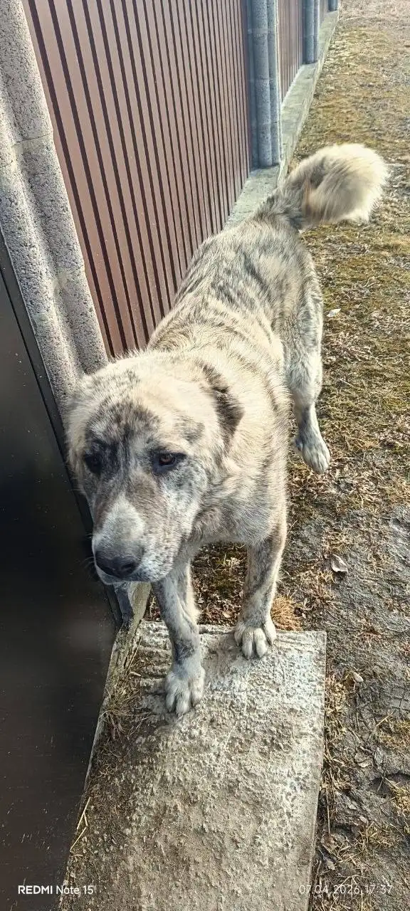 Потеряшка в Шелехове: пес найден и сбит - Потеряшки (Животные) в Шелехов