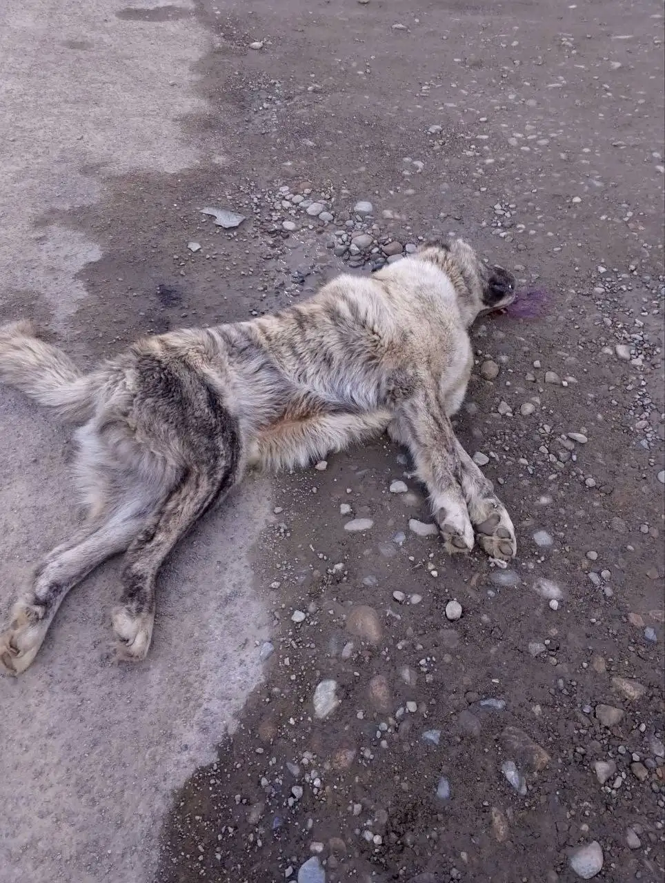Потеряшка в Шелехове: пес найден и сбит - Потеряшки (Животные) в Шелехов