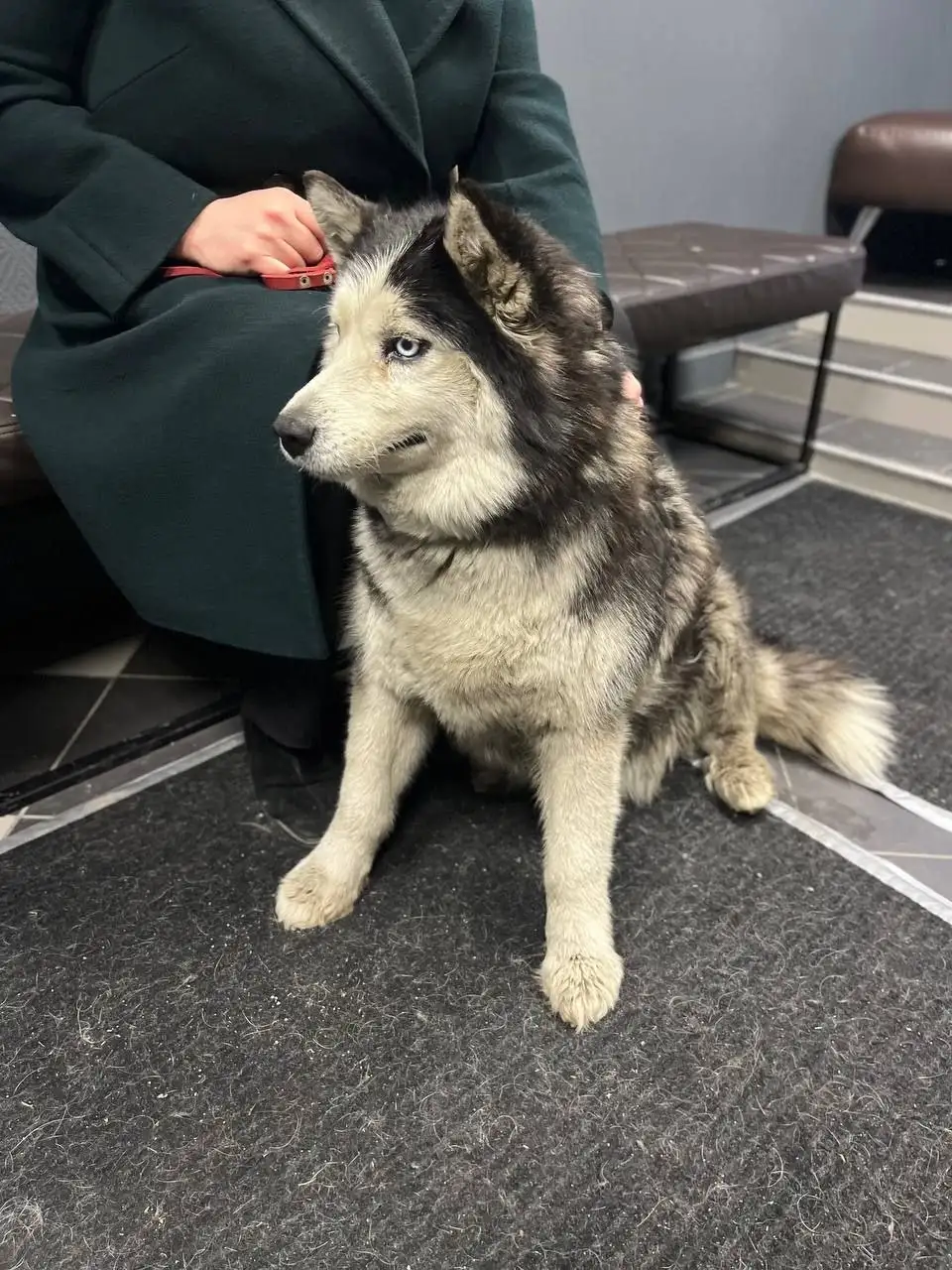 Найдена хаски девочка в Иркутске - Собаки (Животные) в Иркутск