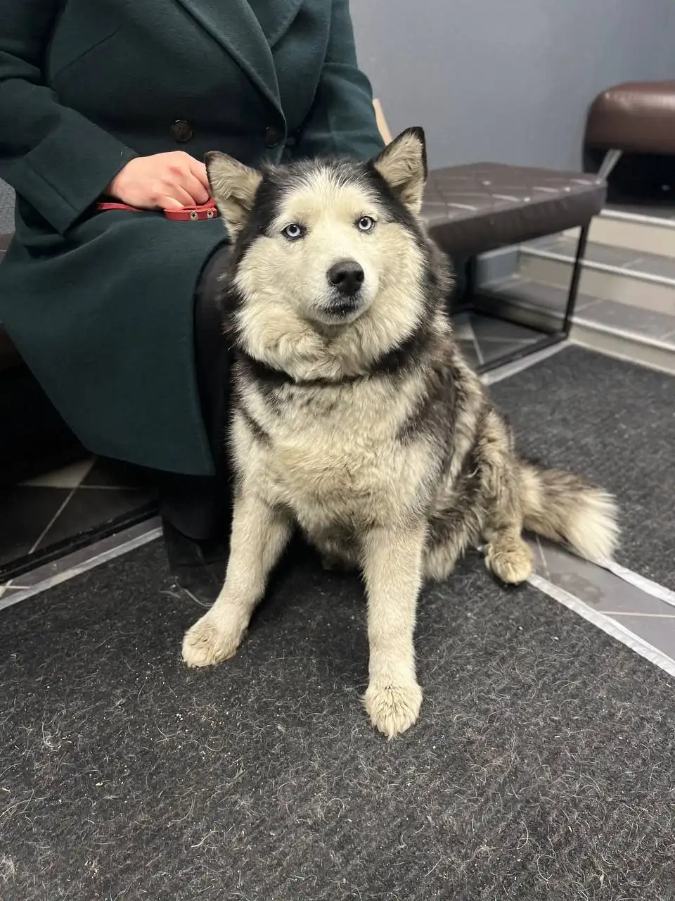 Найдена хаски девочка в Иркутске - Собаки (Животные) в Иркутск