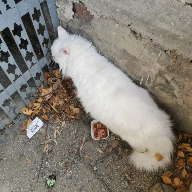 Найден домашний кот/кошка в Иркутске - Найденные животные в Иркутск