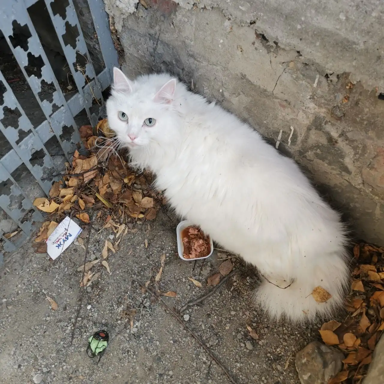 Найден домашний кот/кошка в Иркутске - Животные в Иркутск