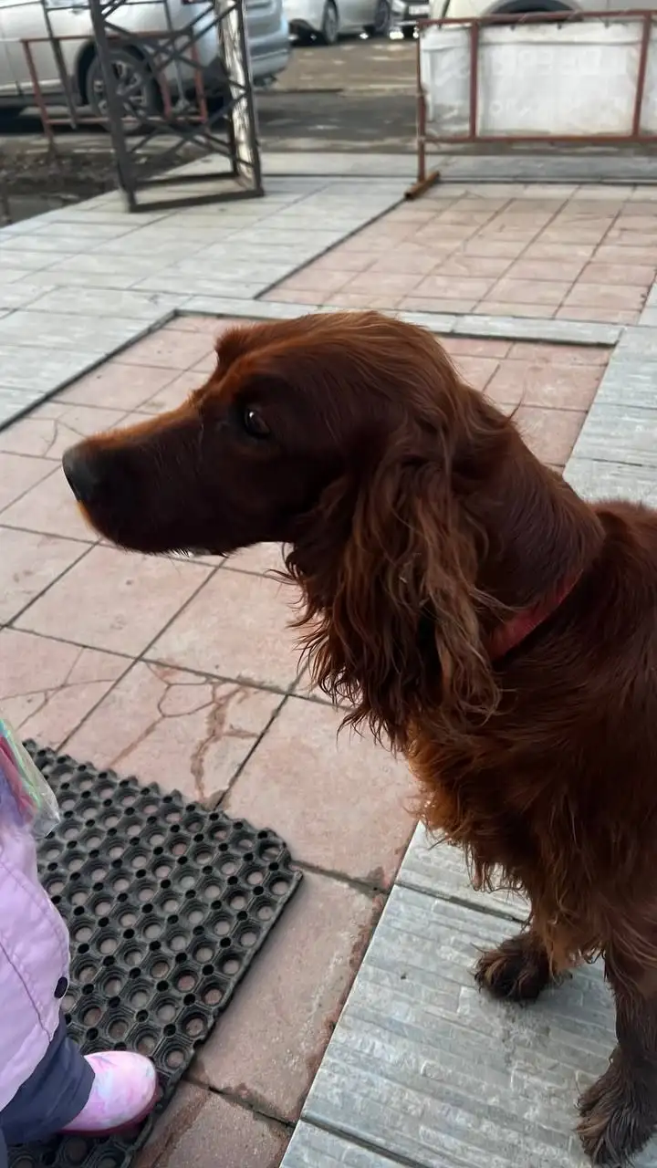 Потерянное животное в Иркутске - Потерянные/найденные животные (Животные) в Иркутск