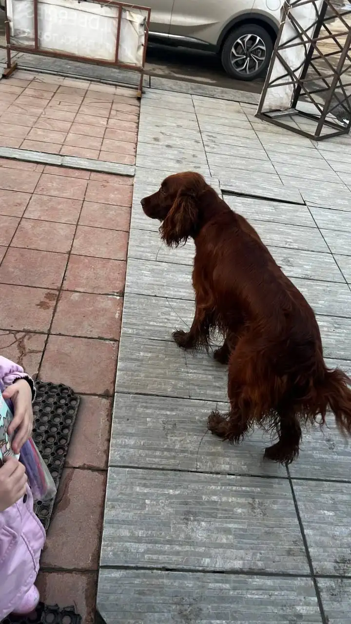 Потерянное животное в Иркутске - Потерянные/найденные животные (Животные) в Иркутск