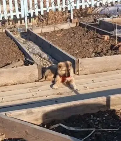 Потерялся щенок в СНТ Солнечный - Найденные животные в Иркутск