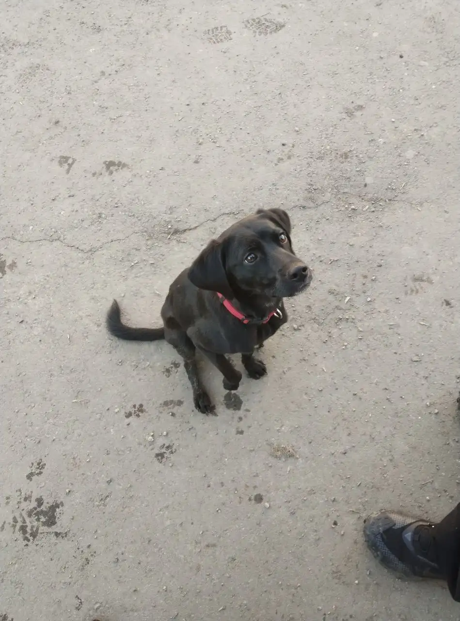 Потерявшаяся собака в Иркутске-2 - Потерянные/найденные (Животные) в Иркутск