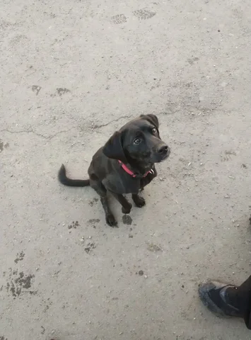 Потерявшаяся собака в Иркутске-2 - частное объявление в Иркутск