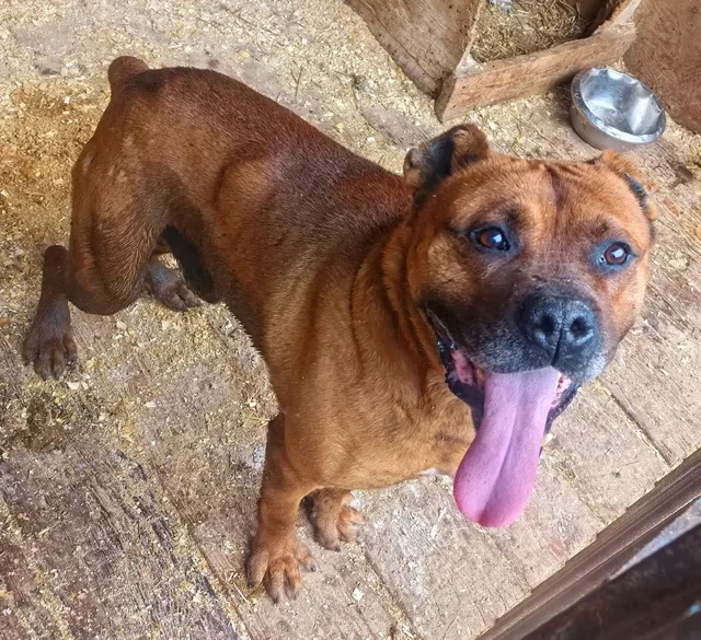 Найдена собака в микрорайоне Радищево, Иркутск - частное объявление в Иркутск