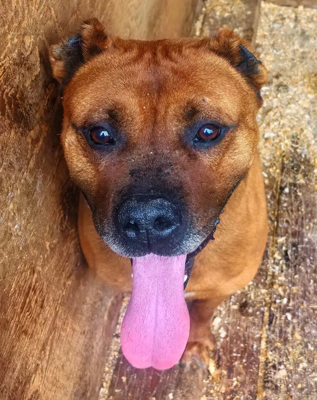 Найдена собака в микрорайоне Радищево, Иркутск - Потерянные/найденные (Животные) в Иркутск