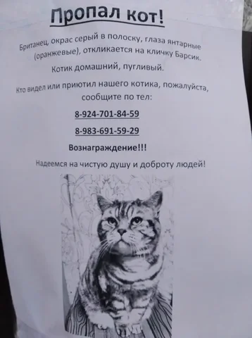 Потерян кот в Иркутске на улице Севастопольская - частное объявление в Иркутск