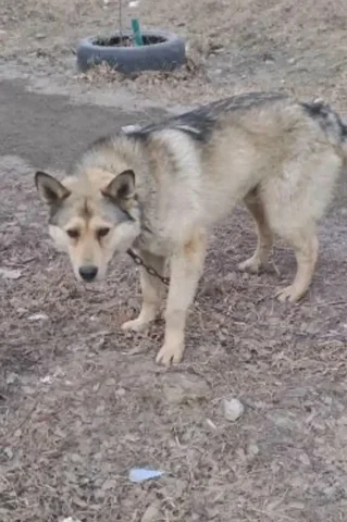 Найдена собака с цепью в Берёзовом рп. Маркова - частное объявление в Иркутск