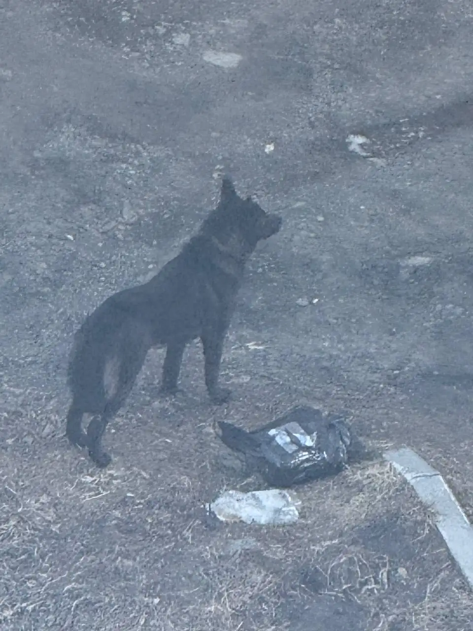 Потерявшаяся черная собака в Иркутске - Собаки (Животные) в Иркутск