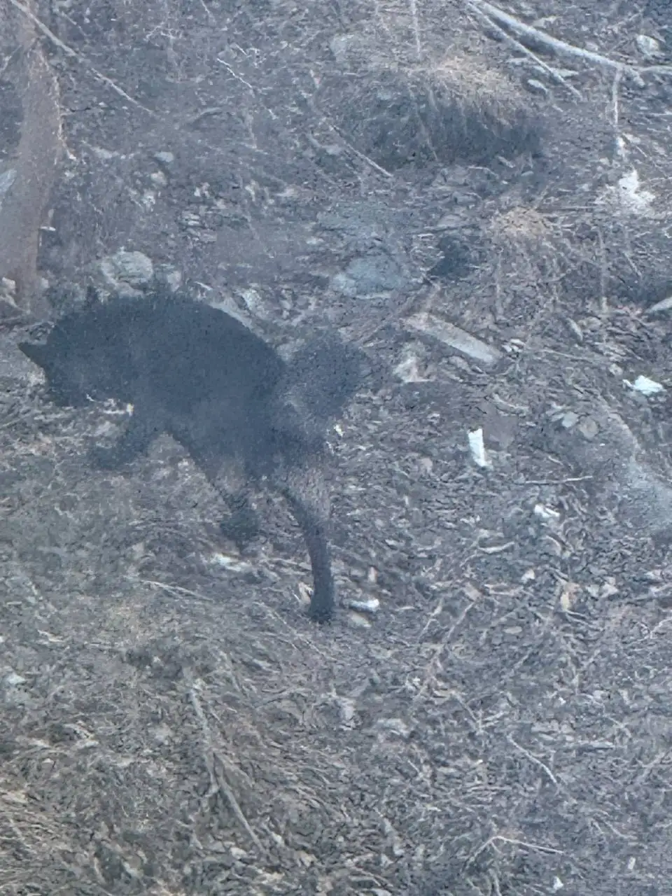 Потерявшаяся черная собака в Иркутске - Собаки (Животные) в Иркутск
