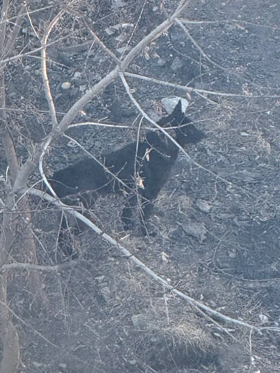 Потерявшаяся черная собака в Иркутске - Собаки (Животные) в Иркутск