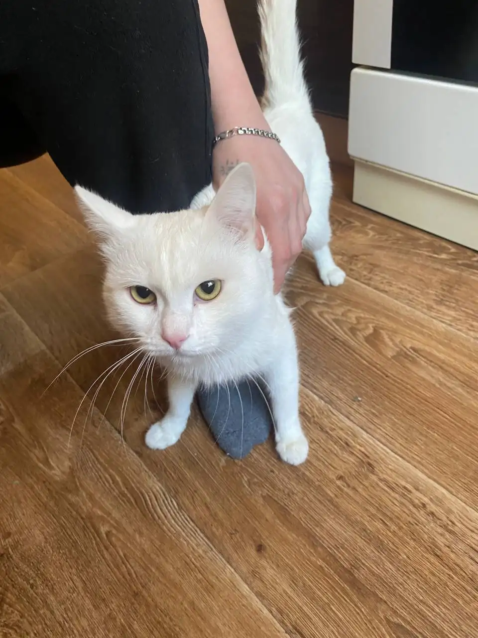 Потеряшка кот в 86 квартале 16 дом - Коты (Животные) в Иркутск